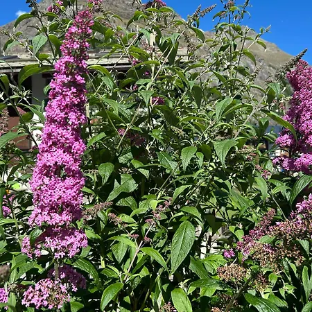 아도니스 호텔 체르마트