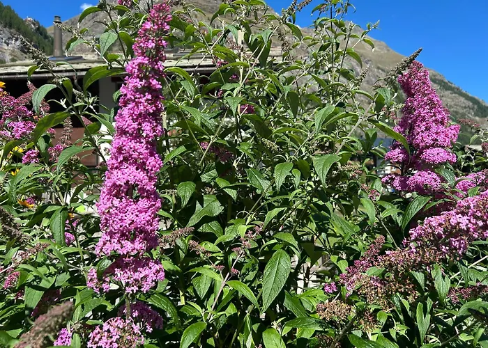 Adonis Ξενοδοχείο Ζερμάτ